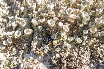 <i>Cladonia pocillum</i>