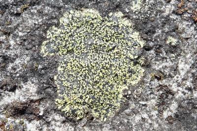 <i>Rhizocarpon geographicum</i>