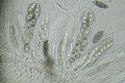 <i>Pyrenula chlorospila</i>