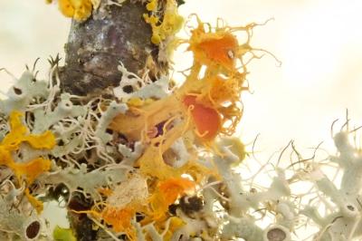 <i>Teloschistes chrysophthalmos</i>