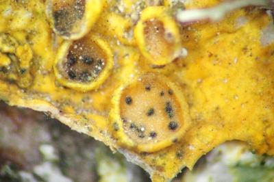 <i>Didymocyrtis epiphyscia</i>