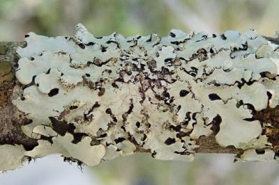 <i>Hypotrachyna afrorevoluta</i>