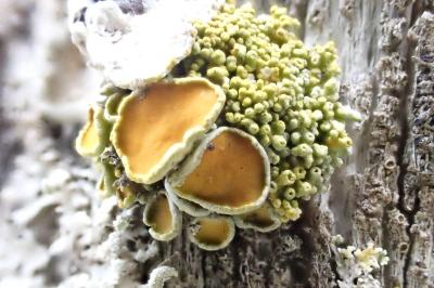 Polycauliona polycarpa
