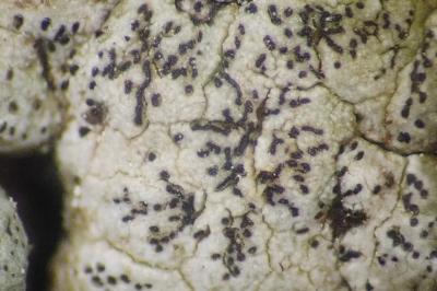 <i>Enterographa crassa</i>