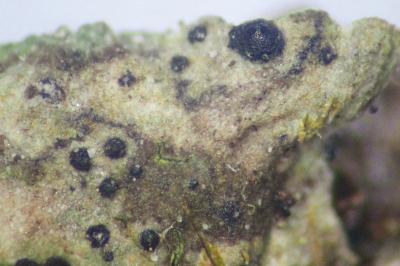 <i>Dichoporis ziziphi</i>