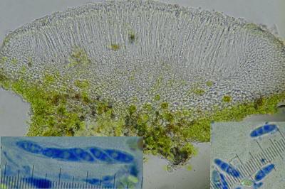 <i>Coenogonium pineti</i>