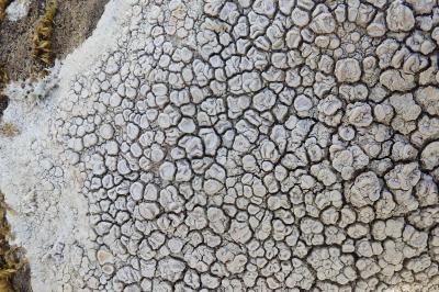 <i>Ochrolechia parella</i>