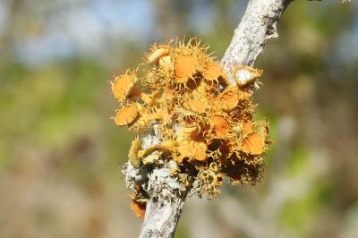 <i>Teloschistes chrysophthalmos</i>