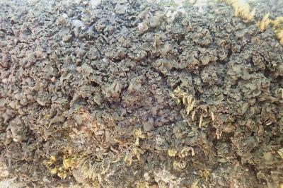 <i>Blennothallia crispa</i>
