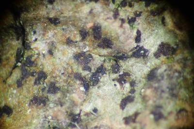 <i>Arthonia didyma</i>