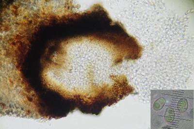 <i>Abrothallus microspermus</i>