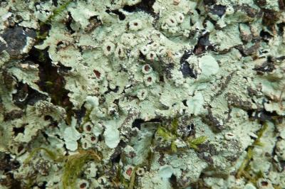 <i>Flavoparmelia caperata</i>