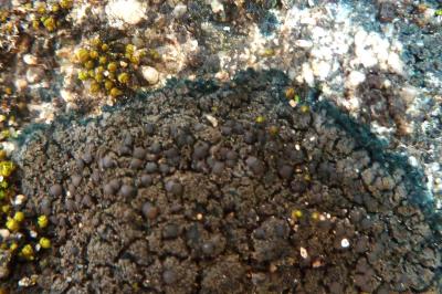 <i>Placynthium nigrum</i>