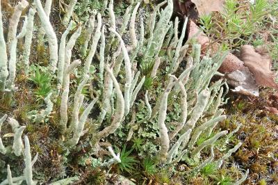 <i>Cladonia subulata</i>