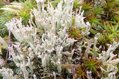 <i>Cladonia phyllophora</i>