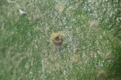 <i>Phylloblastia fortuita</i>