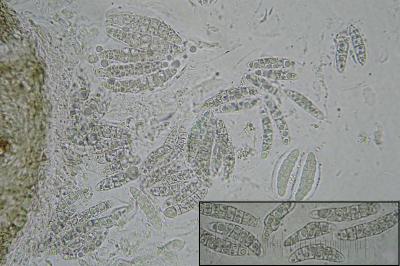 <i>Phylloblastia fortuita</i>