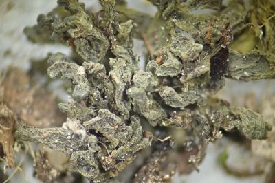 <i>Scytinium schraderi</i>