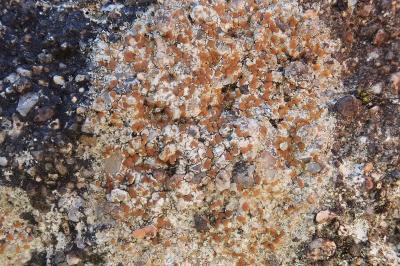 <i>Protoblastenia rupestris subsp. rupestris</i>