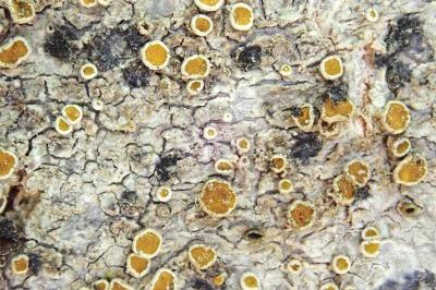 <i>Caloplaca cerina</i>