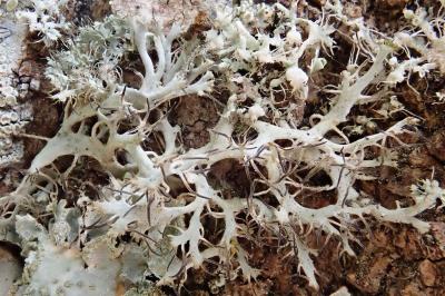 <i>Anaptychia ciliaris</i>