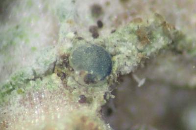 <i>Bacidia friesiana</i>