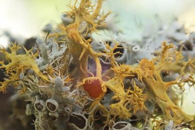 <i>Teloschistes chrysophthalmos</i>