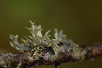 <i>Evernia prunastri</i>