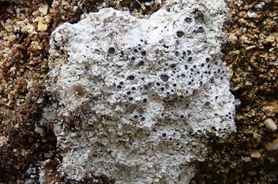 <i>Diploschistes muscorum</i>
