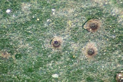 <i>Phylloblastia inexpectata</i>