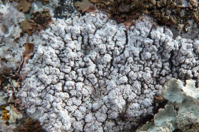 <i>Lepra leucosora</i>