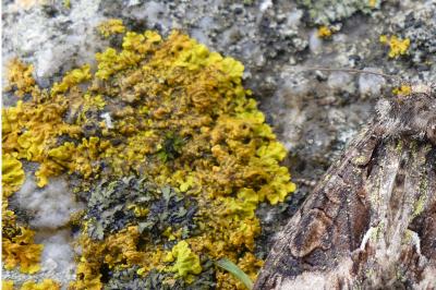 <i>Xanthoria calcicola</i>