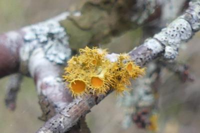 <i>Teloschistes chrysophthalmos</i>