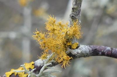 <i>Teloschistes chrysophthalmos</i>