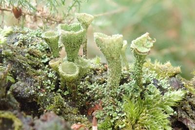 <i>Cladonia chlorophaea</i>
