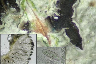 <i>Phaeographis smithii</i>