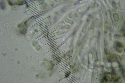 <i>Fuscidea lightfootii</i>