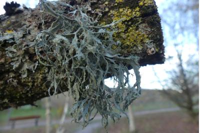 <i>Ramalina farinacea</i>