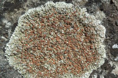 <i>Squamarina cartilaginea</i>