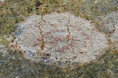 <i>Coniocarpon cinnabarinum</i>