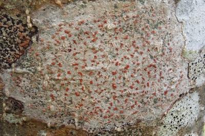 <i>Coniocarpon cinnabarinum</i>