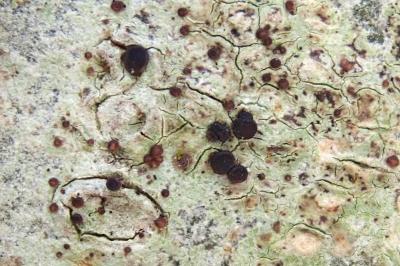 <i>Bacidia laurocerasi</i>