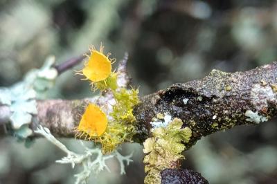 <i>Teloschistes chrysophthalmos</i>