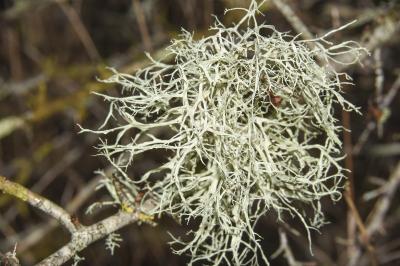 <i>Ramalina farinacea</i>