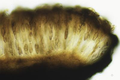 <i>Alyxoria varia</i>