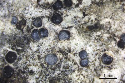 <i>Sarcogyne belarusensis</i>
