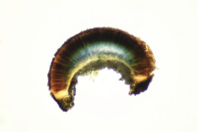 <i>Sarcogyne belarusensis</i>