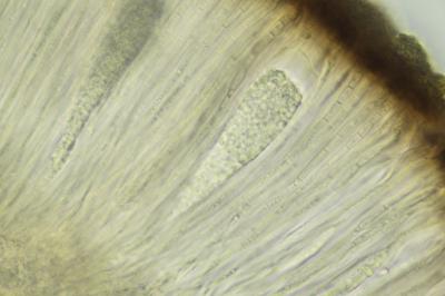 <i>Sarcogyne belarusensis</i>