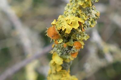 <i>Teloschistes chrysophthalmos</i>
