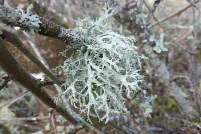 <i>Evernia prunastri</i>